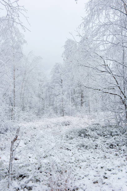 istock Winter trees covered with hoarfrost 1042399944