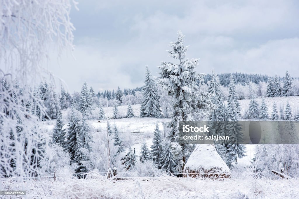 First snow in the forest First snow in the forest. Rime and hoarfrost covering nature, trees and plants Backgrounds Stock Photo