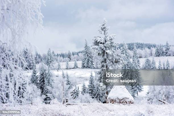 First Snow In The Forest Stock Photo - Download Image Now - Backgrounds, Blizzard, Bush
