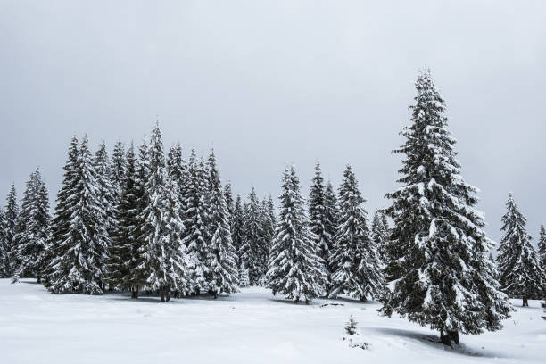 istock Fairy snowy winter Christmas landscape 1042400122