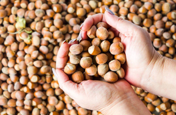 istock Hands holding hazelnuts on top of a pile 1042400346