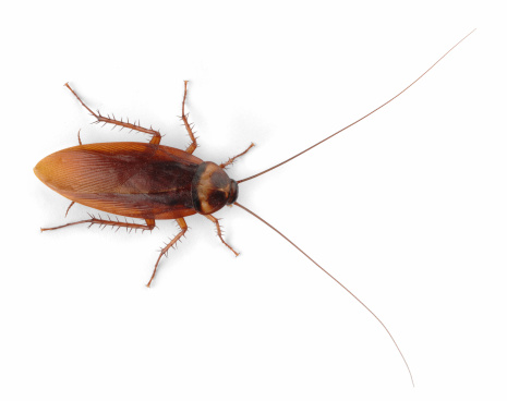 Cockroach Periplaneta americana imago