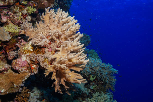 istock Egypt Rd sea Scuba diving 1042403558