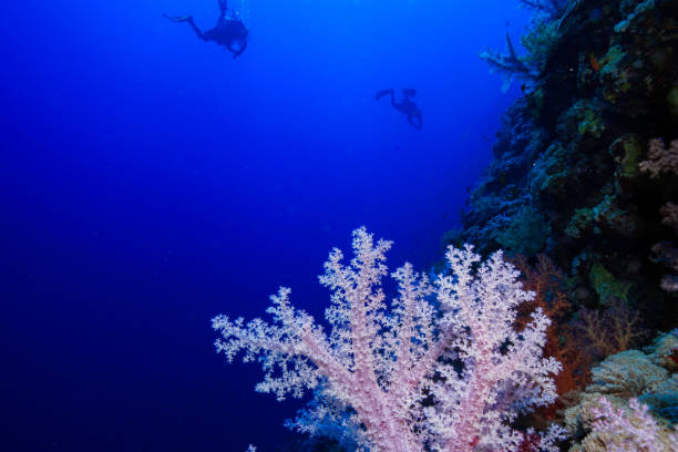 istock Egypt Rd sea Scuba diving 1042403778
