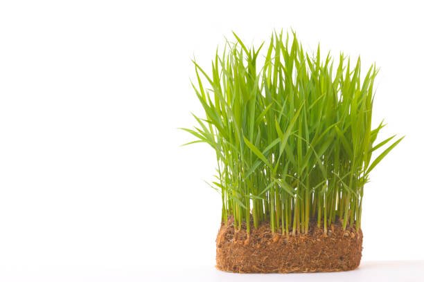istock Close-up of rice seedlings 1042403886
