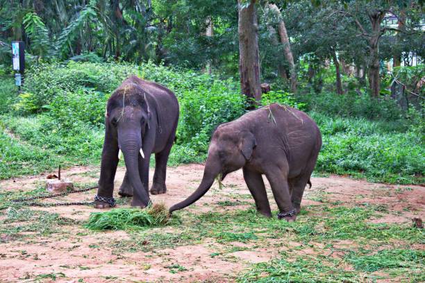 ELEPHANT ELEPHANT IN BANNERGHATTA NATIONAL PARK IN BANGALORE bannerghatta national park stock pictures, royalty-free photos & images