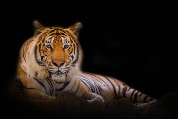 Young sumatran tiger walking out of shadow