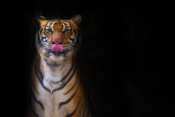 Amur tigers swimming in the pool. Portrait of a playing Amur tigers, also known as the Siberian tigers.