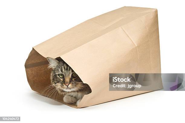 Photo libre de droit de Chat Est Dans Le Sac banque d'images et plus d'images libres de droit de Chat domestique - Chat domestique, Sachet en papier, Sac de shopping