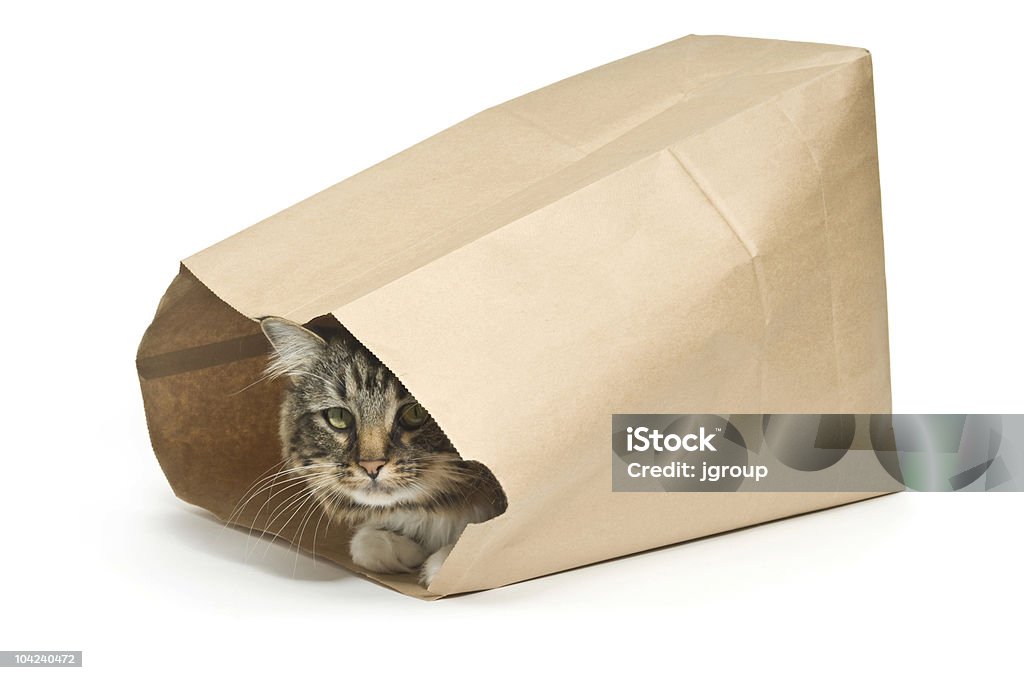 Cat's w torbie - Zbiór zdjęć royalty-free (Kot domowy)