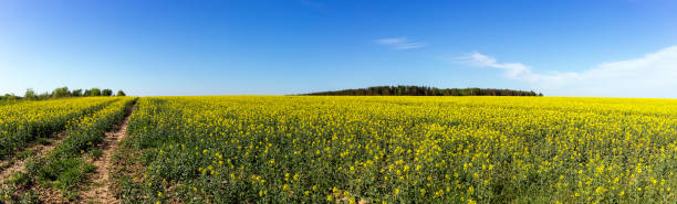 istock A field filled with rape flowers with a blue sky in the background 1042406964
