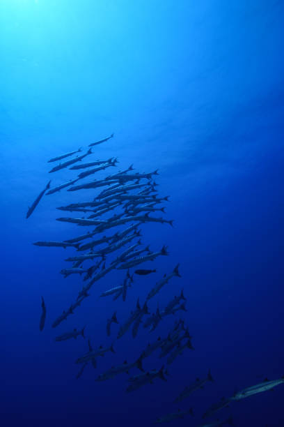istock Egypt Rd sea Scuba diving 1042410378