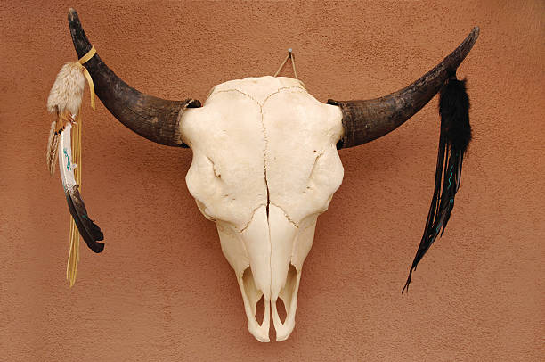 istock Pueblo Bull Skull 104241081