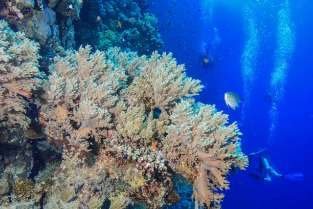 istock Egypt Rd sea Scuba diving 1042411170
