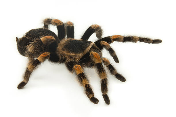 istock Mexican Redknee Tarantula on White 104241180