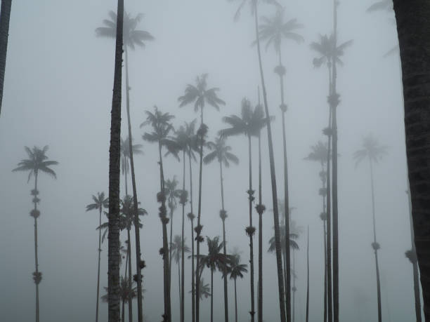 istock Cocora Valley with magnificent wax palms in Colombia 1042414498