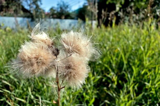 istock ripe and fluffy Thistle seeds 1042414732