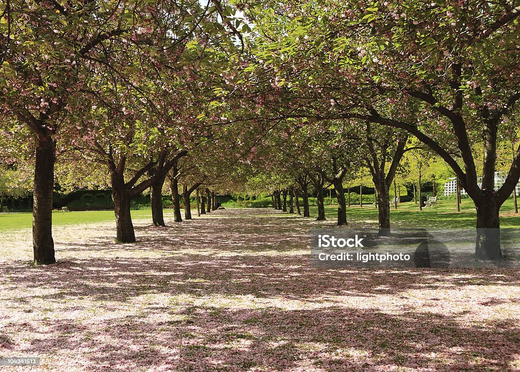 Cherry pétalo ruta - Foto de stock de Aire libre libre de derechos