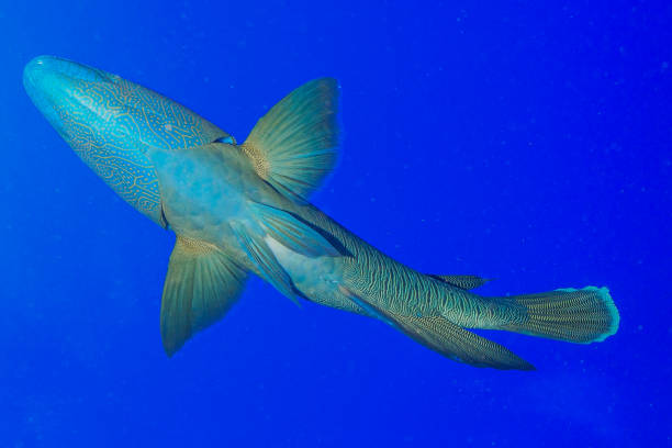 istock Egypt Rd sea Scuba diving 1042415352