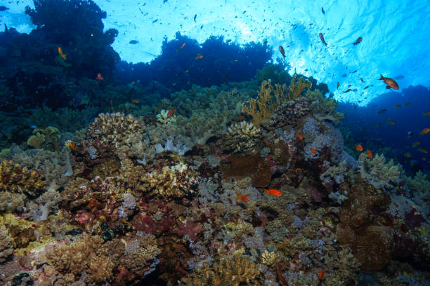 istock Egypt Rd sea Scuba diving 1042415916