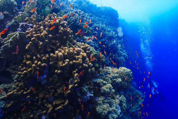 istock Egypt Rd sea Scuba diving 1042416006