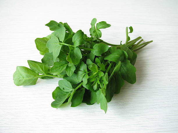 Watercress, Nasturtium officinale  cress stock pictures, royalty-free photos & images