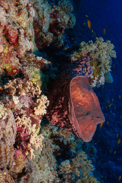istock Egypt Rd sea Scuba diving 1042425472