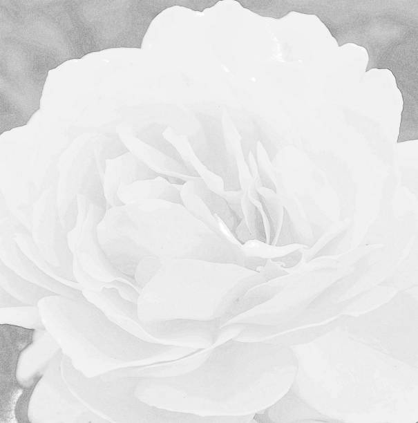istock Backgrounds of flowers 1042425844