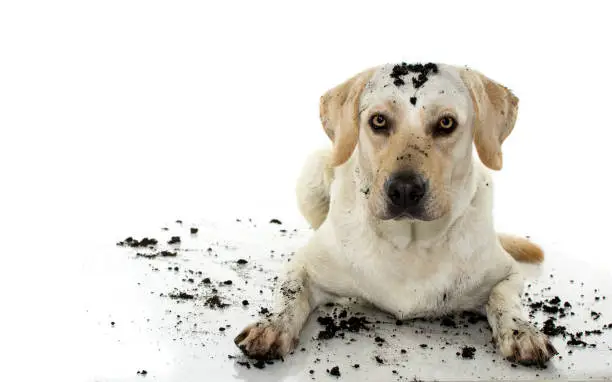 Photo of DIRTY MIXEDBRED GOLDEN RETRIEVER AND MASTIFF DOG, AFTER PLAY IN A MUD PUDDLE, ISOLATED AGAINST WHITE BACKGROUND. STUDIO SHOY WITH COPY SPACE.