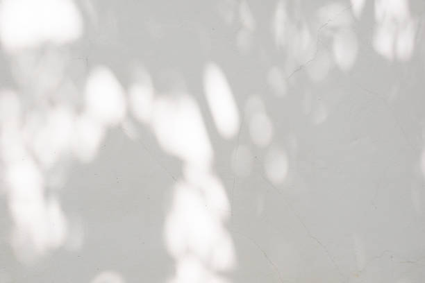 istock Black and White abstract background textuer of shadows leaf on a concrete wall 1042428404