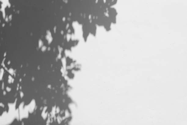 istock Black and White abstract background textuer of shadows leaf on a concrete wall 1042428454