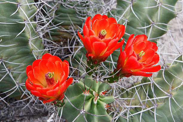 echinocereus triglochidiatus flores - claret cup imagens e fotografias de stock