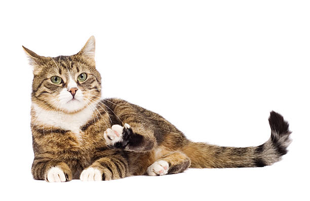 istock Funny cat raising paw. Isolated on white 104243324