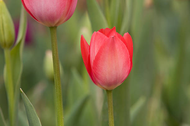 Tulip stock photo