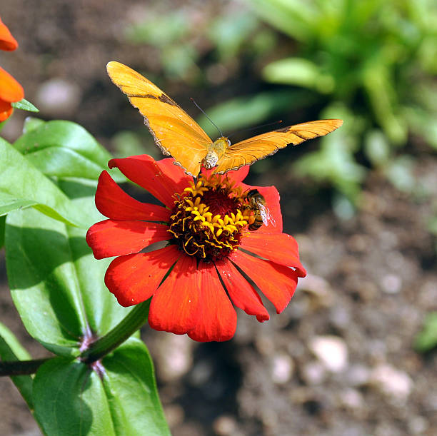 istock Julia butterfly and bee on the same Zinnia elegans flower 104243673