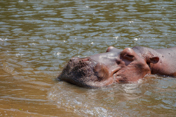 hipopótamo en el agua - hippopotamus amphibian sleeping hippo sleeping fotografías e imágenes de stock