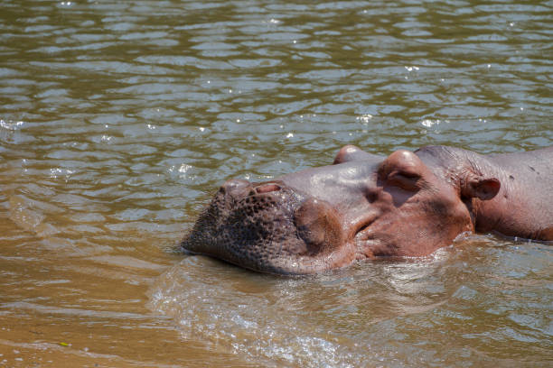 hippopotamus in the water - hippopotamus amphibian sleeping hippo sleeping imagens e fotografias de stock