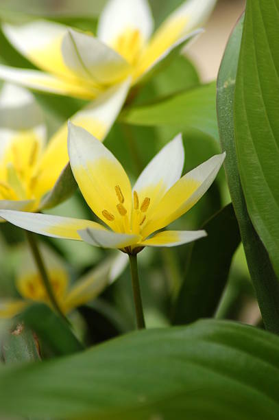 Softly Colored Tarda Tulips  tulipa tarda stock pictures, royalty-free photos & images