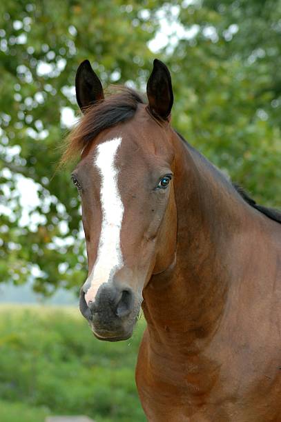 istock Bay Gelding Portrait 104243972