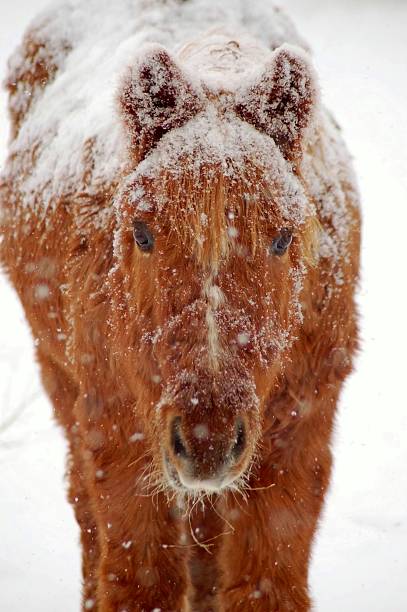 istock Snow Covered Pony with Cushing's Disease 104243978