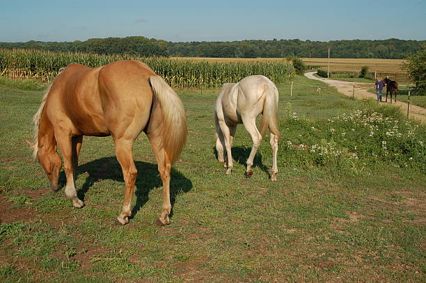 A placid beige pony stands serenely amidst a vibrantly green meadow under a clear blue sky in Denmark. The scene captures the harmony and splendor of nature's beauty, bringing forth a feeling of wonder and calm.