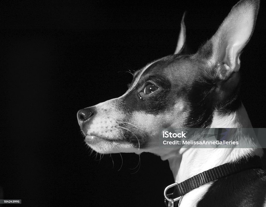 Rat Terrier Puppy  Alertness Stock Photo