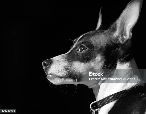 Rat Terrier Puppy Stock Photo - Download Image Now - Alertness, Animal, Animal Nose