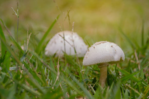 istock Closeup the mushroom. 1042440348