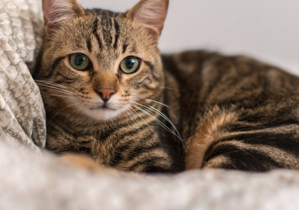 istock Beautiful domestic cat at home 1042441114