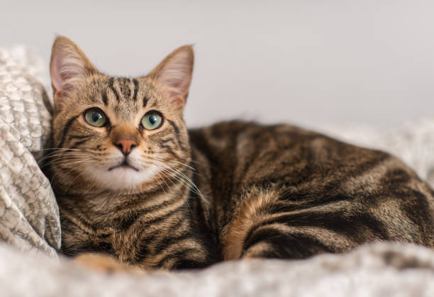 istock Beautiful domestic cat at home 1042441118