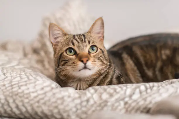 Photo of Beautiful domestic cat at home