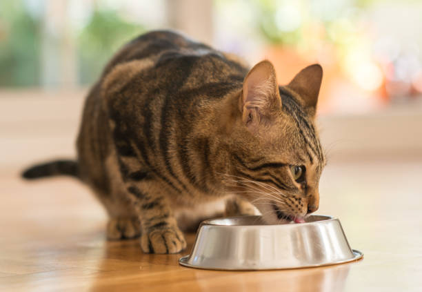 Beautiful domestic cat at home Beautiful feline cat eating on a metal bowl. Cute domestic animal. grey cat white paws stock pictures, royalty-free photos & images