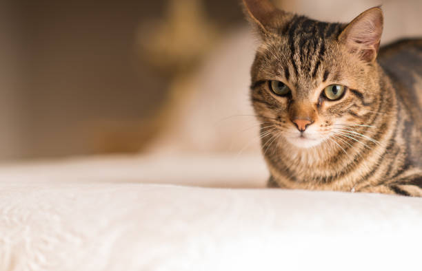 istock Beautiful domestic cat at home 1042441128