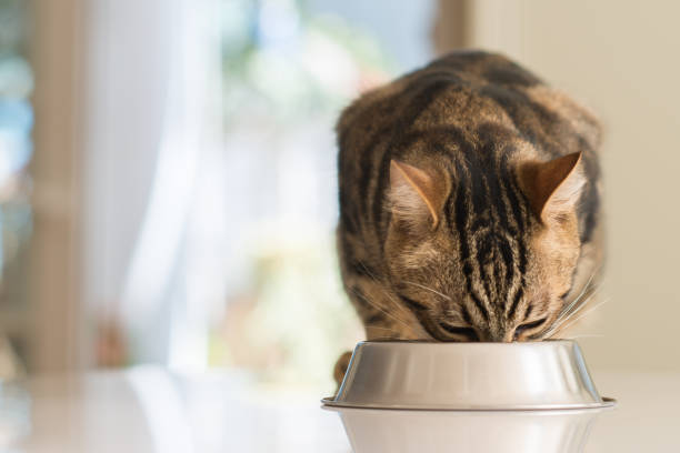 istock Beautiful domestic cat at home 1042441146